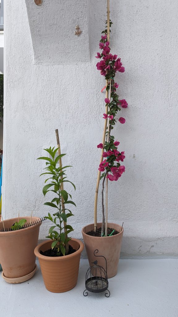 The Botansit Guesthouse, Skopelos, Greece, Garden